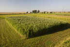 Miscanthus1 042.jpg